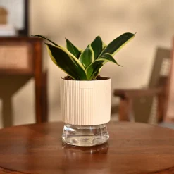 Snake Plant - Golden