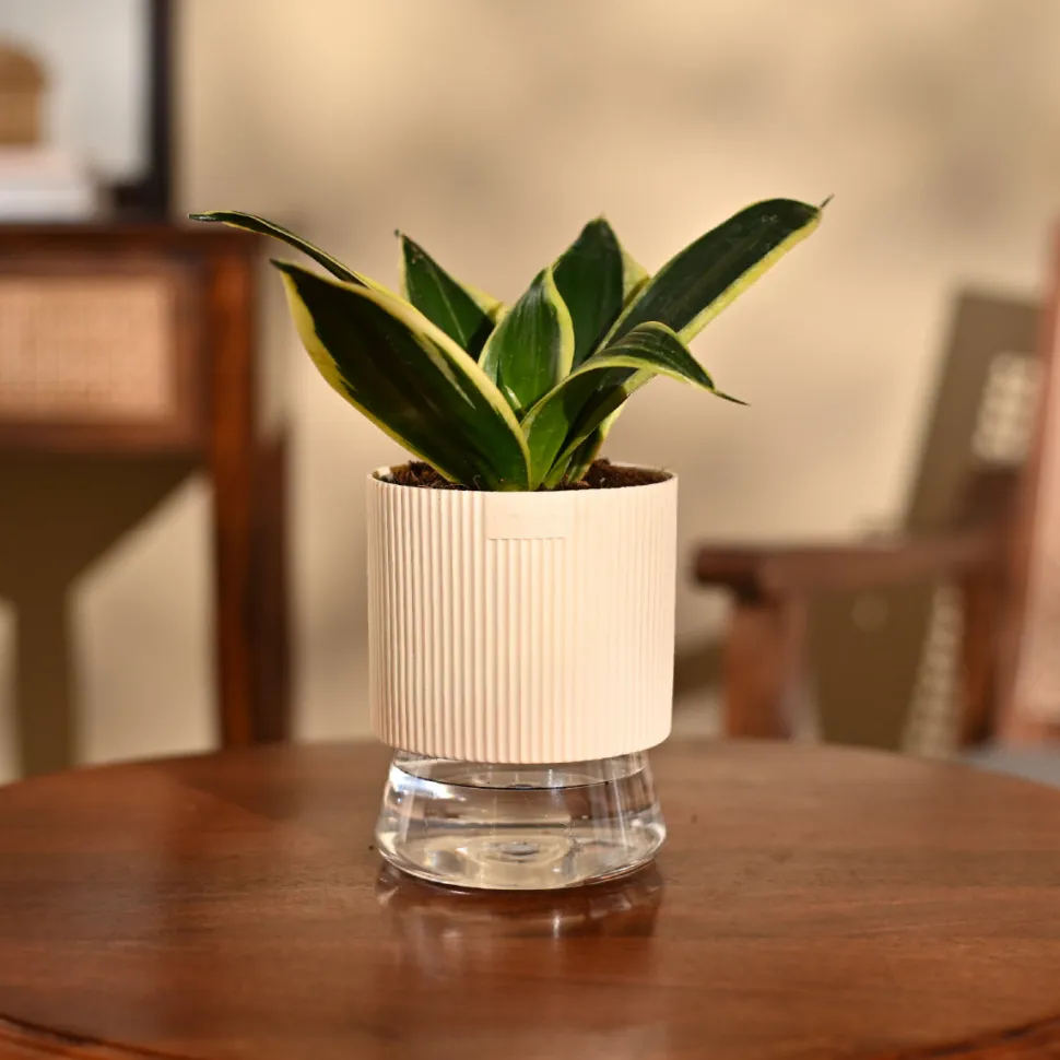 Snake Plant - Golden