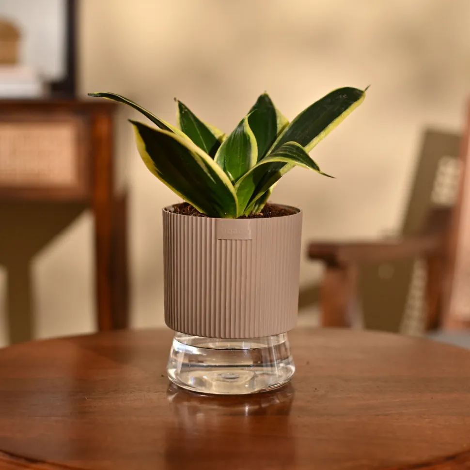 Snake Plant - Golden
