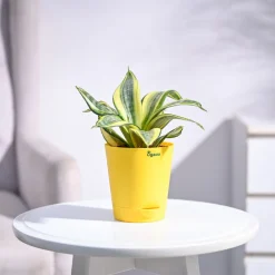 Snake Plant - Golden