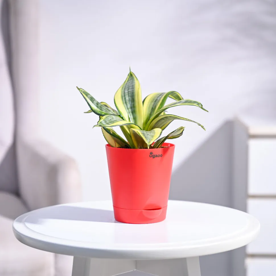 Snake Plant - Golden