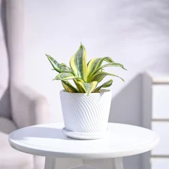 Snake Plant - Golden