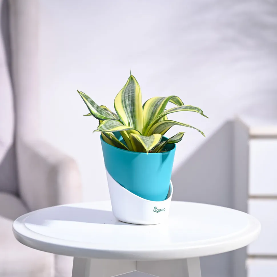 Snake Plant - Golden