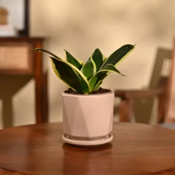 Snake Plant - Golden