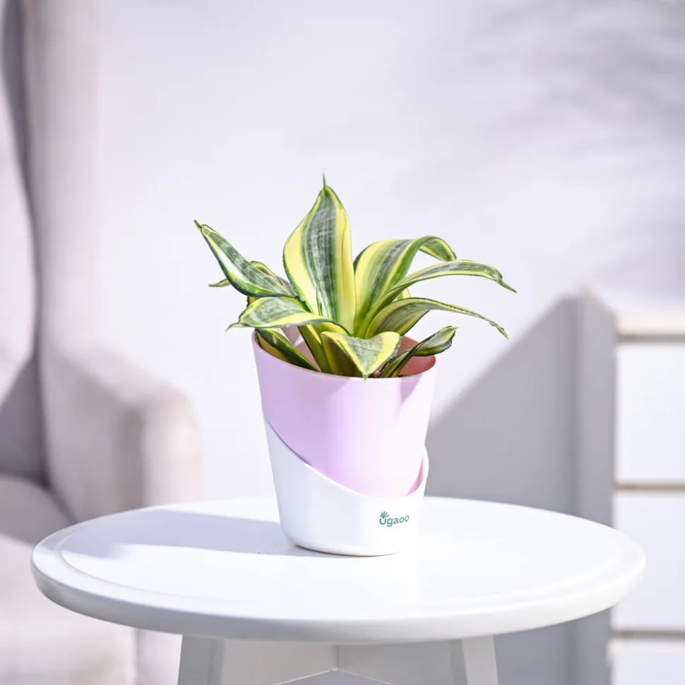Snake Plant - Golden
