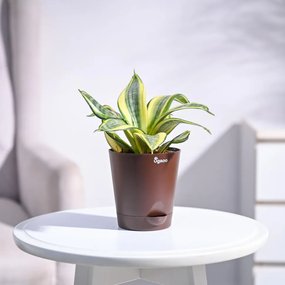 Snake Plant - Golden