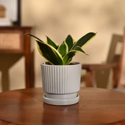 Snake Plant - Golden