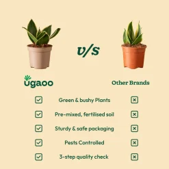 Snake Plant - Golden Hahnii