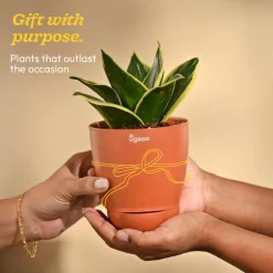 Snake Plant - Golden Hahnii