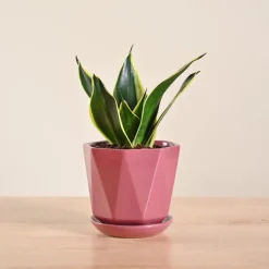 Snake Plant - Golden Hahnii