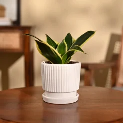 Snake Plant - Golden Hahnii