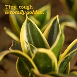 Snake Plant - Golden Hahnii