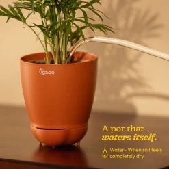 Snake Plant - Golden Hahnii