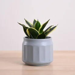 Snake Plant - Golden Hahnii