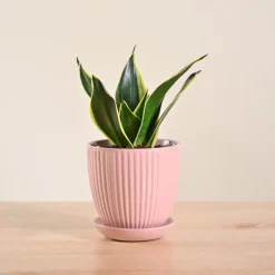 Snake Plant - Golden Hahnii