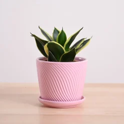 Snake Plant - Golden Hahnii