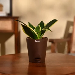 Snake Plant - Golden Hahnii