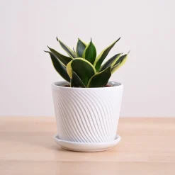 Snake Plant - Golden Hahnii
