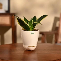 Snake Plant - Golden Hahnii