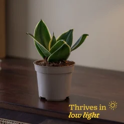 Snake Plant - Golden Hahnii