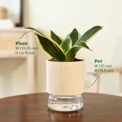 Snake Plant - Golden Hahnii
