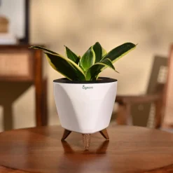 Snake Plant - Golden Hahnii