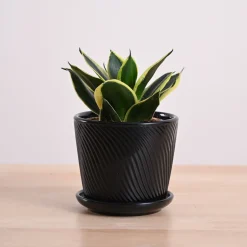 Snake Plant - Golden Hahnii