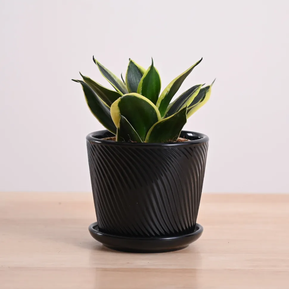 Snake Plant - Golden Hahnii