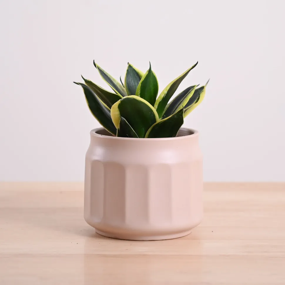 Snake Plant - Golden Hahnii