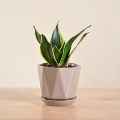 Snake Plant - Golden Hahnii