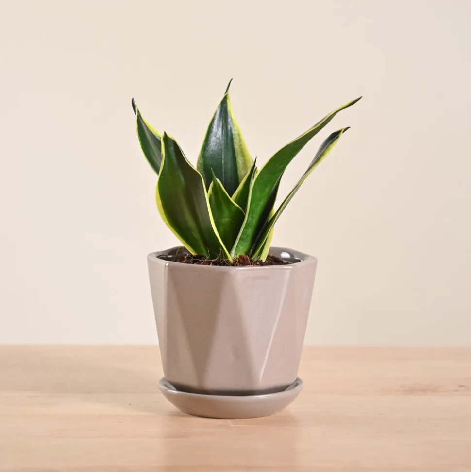 Snake Plant - Golden Hahnii