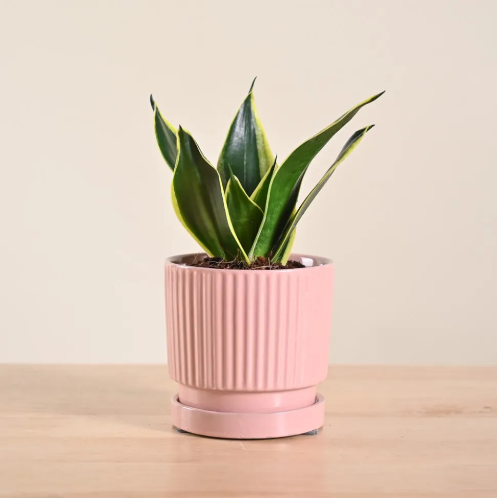 Snake Plant - Golden Hahnii