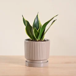 Snake Plant - Golden Hahnii