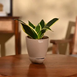 Snake Plant - Golden Hahnii
