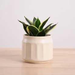 Snake Plant - Golden Hahnii