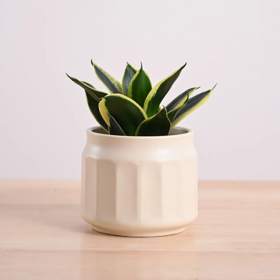 Snake Plant - Golden Hahnii