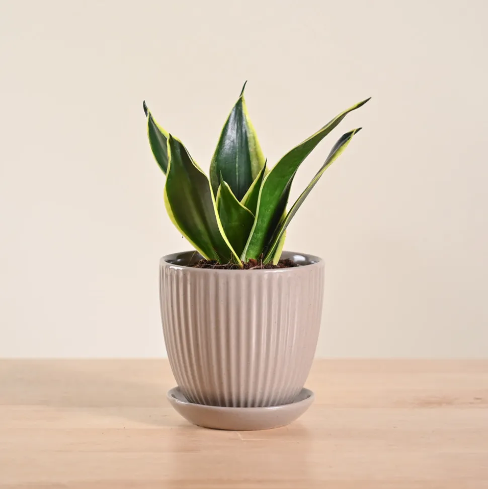 Snake Plant - Golden Hahnii