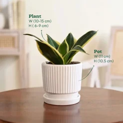 Snake Plant - Golden Hahnii