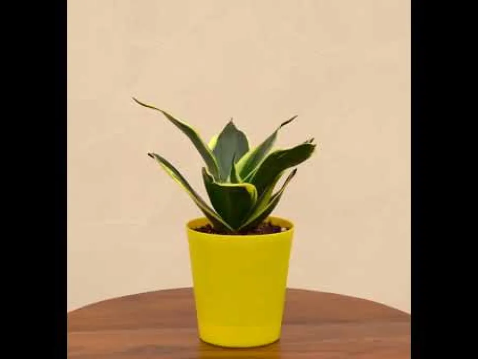 Snake Plant - Golden Hahnii