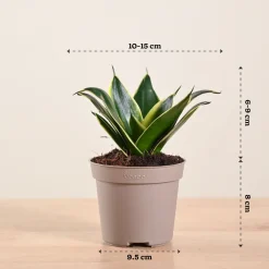 Snake Plant - Golden Hahnii
