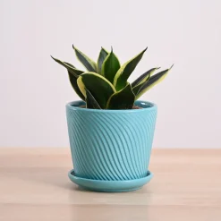 Snake Plant - Golden Hahnii