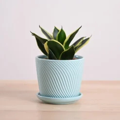 Snake Plant - Golden Hahnii