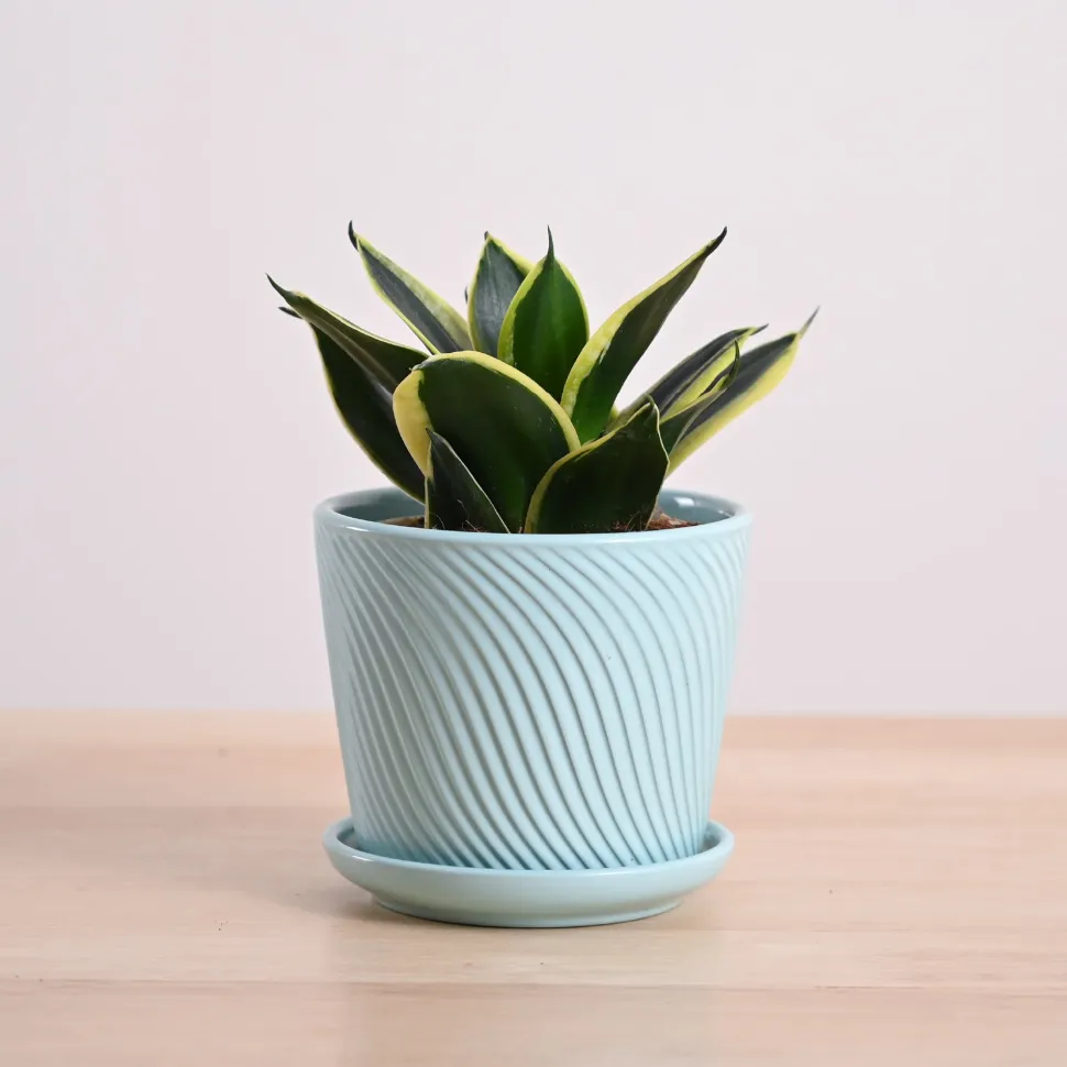 Snake Plant - Golden Hahnii