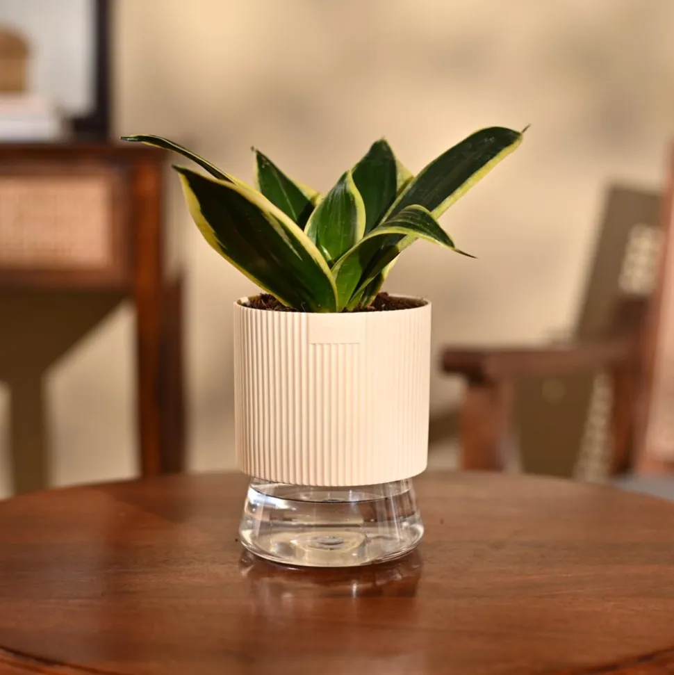 Snake Plant - Golden Hahnii