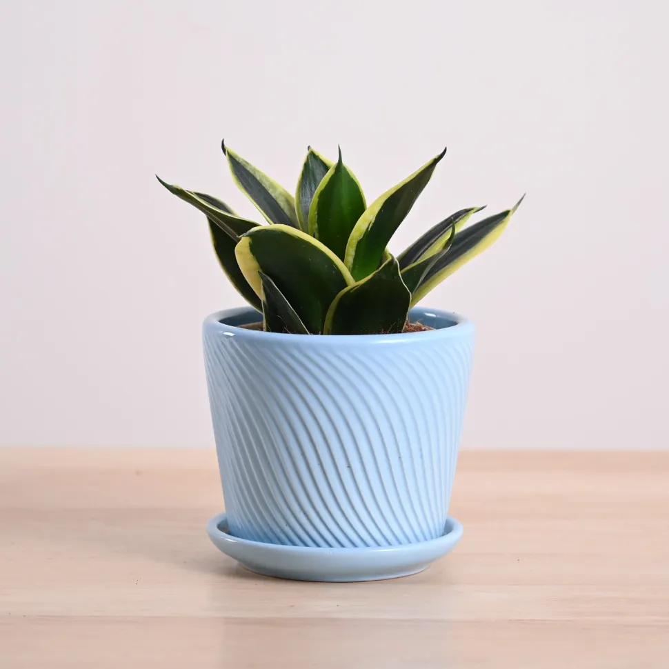 Snake Plant - Golden Hahnii