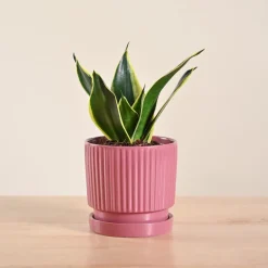 Snake Plant - Golden Hahnii
