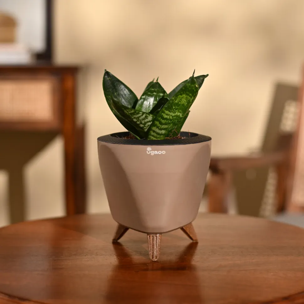 Snake Plant - Green