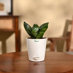 Snake Plant - Green