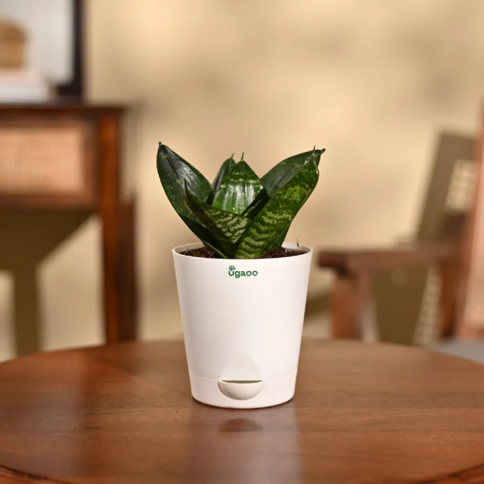 Snake Plant - Green