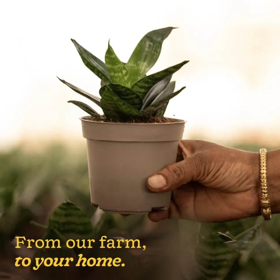 Snake Plant - Green